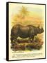 Rhinoceros-null-Framed Stretched Canvas