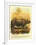 Rhinoceros-null-Framed Art Print