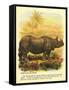 Rhinoceros-null-Framed Stretched Canvas