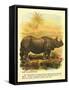 Rhinoceros-null-Framed Stretched Canvas