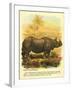 Rhinoceros-null-Framed Art Print