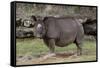 Rhinoceros-Carol Highsmith-Framed Stretched Canvas