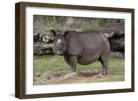 Rhinoceros-Carol Highsmith-Framed Art Print