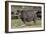 Rhinoceros-Carol Highsmith-Framed Art Print