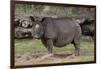 Rhinoceros-Carol Highsmith-Framed Art Print