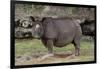 Rhinoceros-Carol Highsmith-Framed Art Print