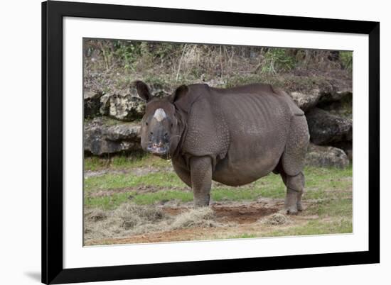 Rhinoceros-Carol Highsmith-Framed Art Print