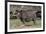 Rhinoceros-Carol Highsmith-Framed Art Print