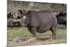 Rhinoceros-Carol Highsmith-Mounted Art Print