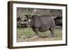 Rhinoceros-Carol Highsmith-Framed Premium Giclee Print
