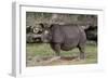 Rhinoceros-Carol Highsmith-Framed Premium Giclee Print