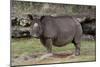 Rhinoceros-Carol Highsmith-Mounted Premium Giclee Print