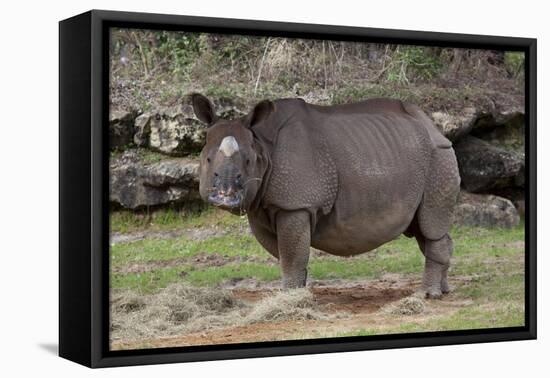 Rhinoceros-Carol Highsmith-Framed Stretched Canvas