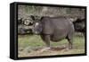 Rhinoceros-Carol Highsmith-Framed Stretched Canvas