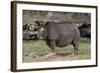 Rhinoceros-Carol Highsmith-Framed Art Print