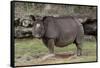 Rhinoceros-Carol Highsmith-Framed Stretched Canvas