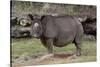 Rhinoceros-Carol Highsmith-Stretched Canvas