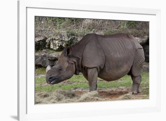 Rhinoceros-Carol Highsmith-Framed Art Print