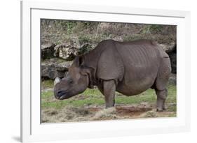 Rhinoceros-Carol Highsmith-Framed Art Print