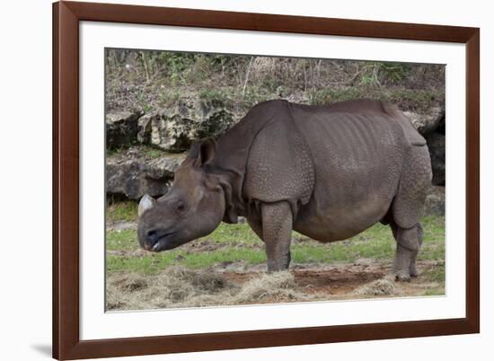 Rhinoceros-Carol Highsmith-Framed Art Print