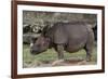 Rhinoceros-Carol Highsmith-Framed Art Print