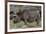 Rhinoceros-Carol Highsmith-Framed Art Print