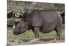Rhinoceros-Carol Highsmith-Mounted Art Print