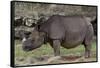 Rhinoceros-Carol Highsmith-Framed Stretched Canvas