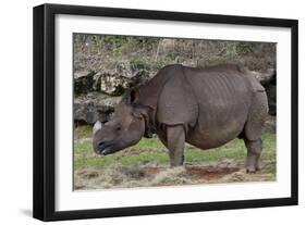 Rhinoceros-Carol Highsmith-Framed Art Print