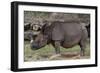 Rhinoceros-Carol Highsmith-Framed Art Print