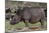 Rhinoceros-Carol Highsmith-Mounted Art Print