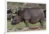 Rhinoceros-Carol Highsmith-Framed Art Print