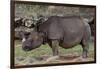 Rhinoceros-Carol Highsmith-Framed Art Print