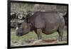 Rhinoceros-Carol Highsmith-Framed Art Print