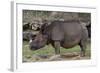 Rhinoceros-Carol Highsmith-Framed Art Print