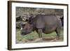 Rhinoceros-Carol Highsmith-Framed Art Print