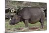 Rhinoceros-Carol Highsmith-Mounted Art Print