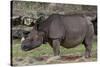 Rhinoceros-Carol Highsmith-Stretched Canvas