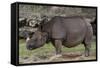 Rhinoceros-Carol Highsmith-Framed Stretched Canvas