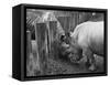 Rhinoceroses Greet Each Other-null-Framed Stretched Canvas