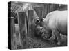 Rhinoceroses Greet Each Other-null-Stretched Canvas