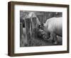 Rhinoceroses Greet Each Other-null-Framed Photographic Print