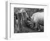 Rhinoceroses Greet Each Other-null-Framed Photographic Print