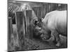 Rhinoceroses Greet Each Other-null-Mounted Photographic Print