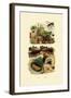 Rhinocerus Beetle, 1833-39-null-Framed Giclee Print