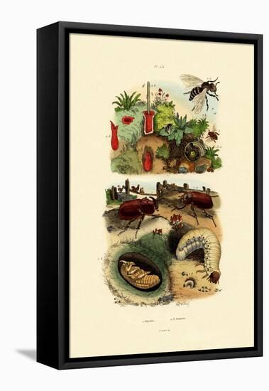 Rhinocerus Beetle, 1833-39-null-Framed Stretched Canvas