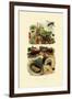 Rhinocerus Beetle, 1833-39-null-Framed Giclee Print