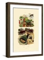 Rhinocerus Beetle, 1833-39-null-Framed Giclee Print