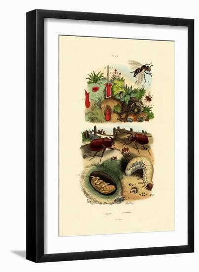 Rhinocerus Beetle, 1833-39-null-Framed Giclee Print