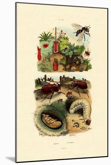 Rhinocerus Beetle, 1833-39-null-Mounted Giclee Print